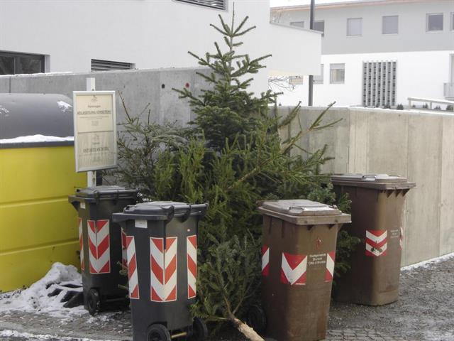 Raccolta degli alberi di Natale